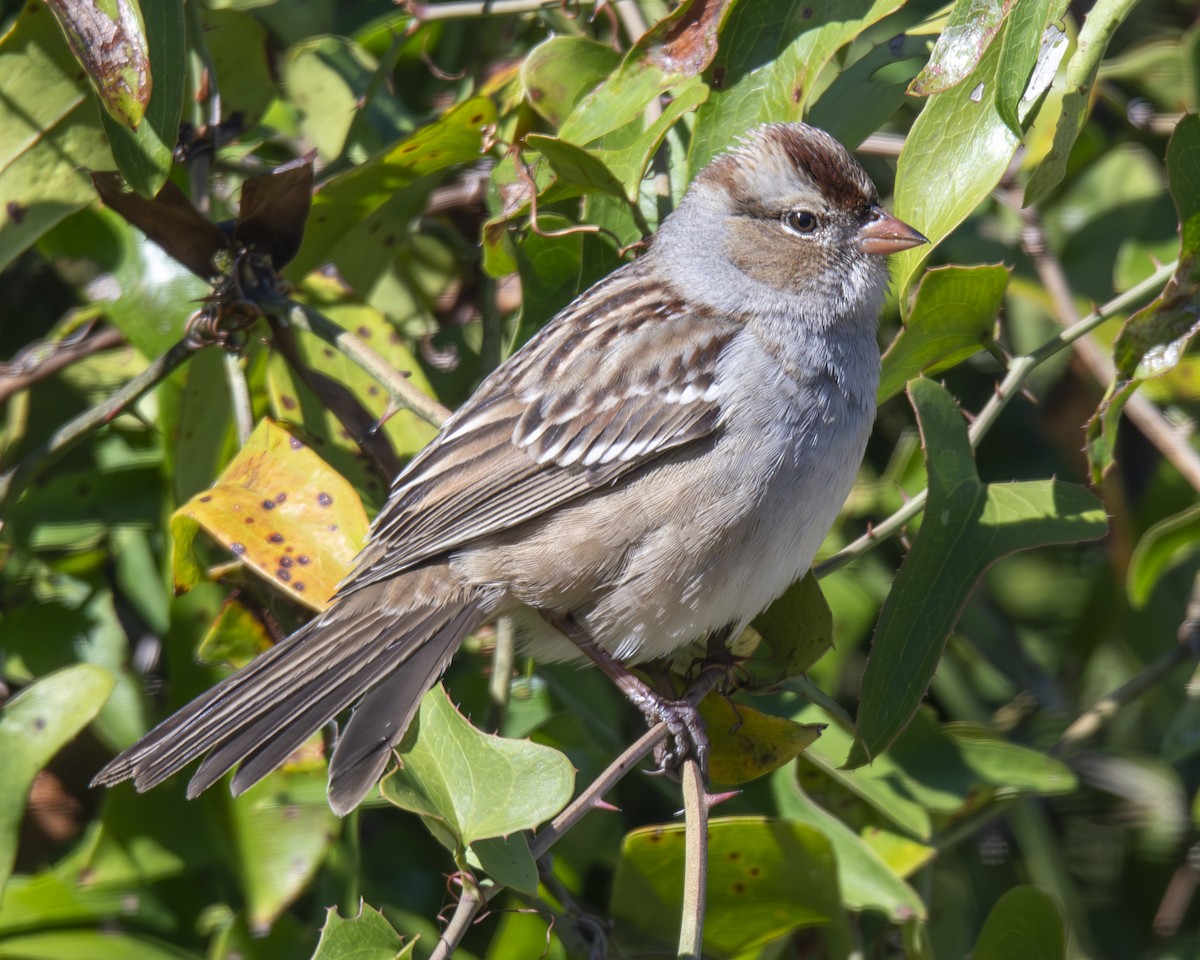 White-crowned Sparrow - ML646673207