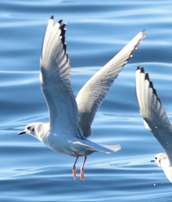 Bonaparte's Gull - ML646673208
