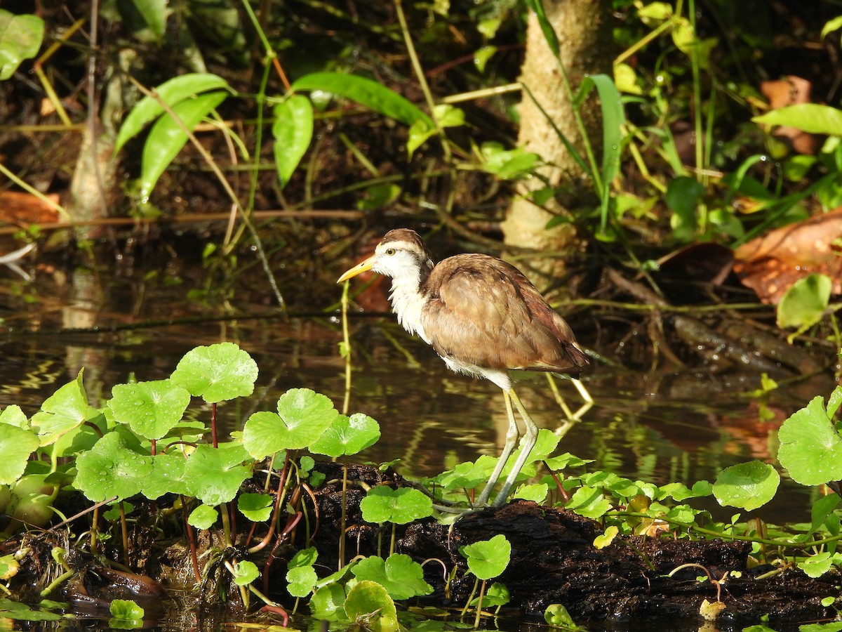 Northern Jacana - ML646673213
