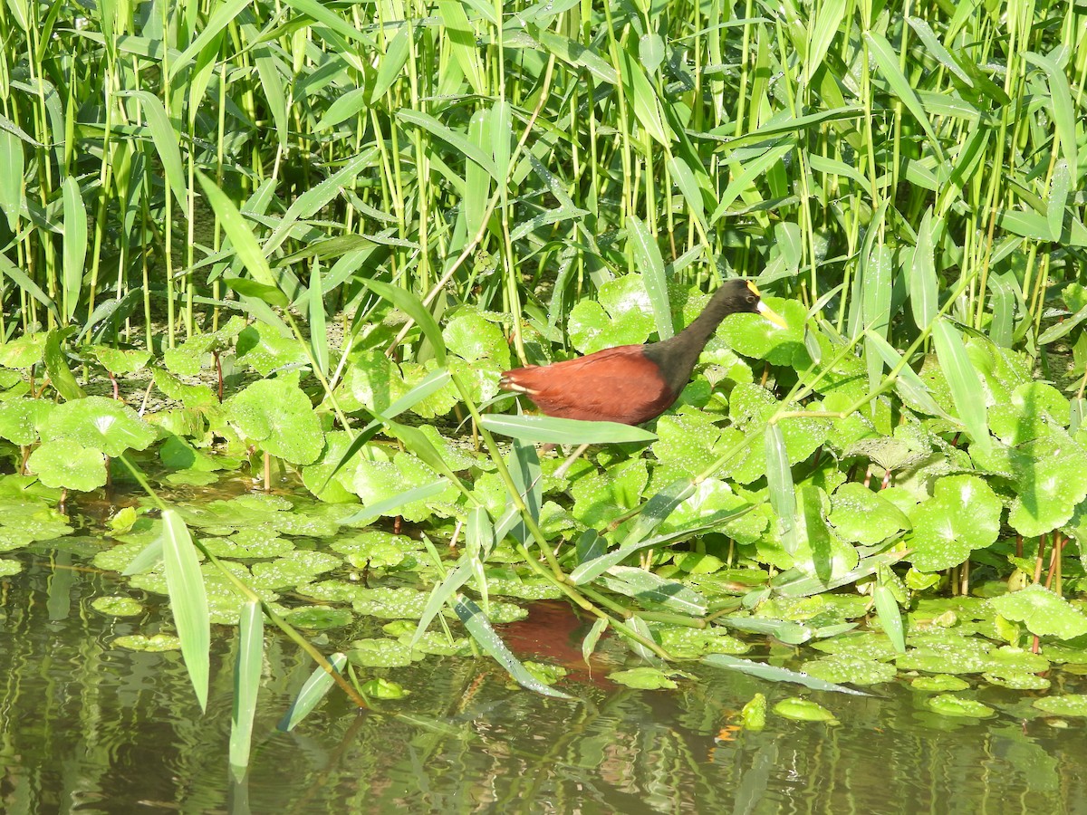 Northern Jacana - ML646673214