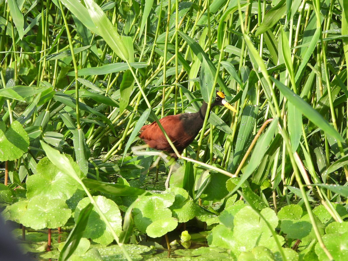 Northern Jacana - ML646673215