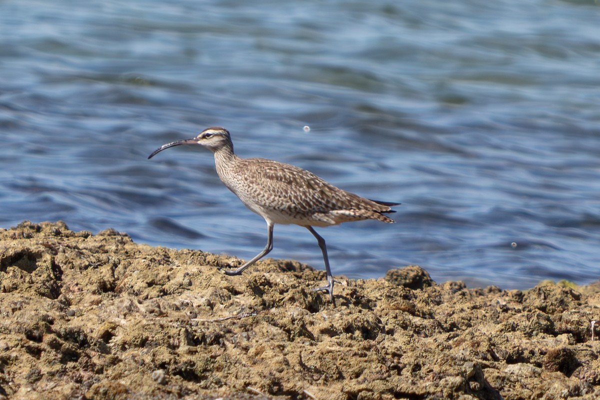 美洲中杓鷸 - ML646673218