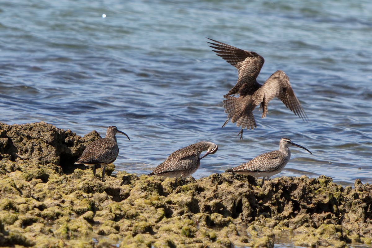 美洲中杓鷸 - ML646673219