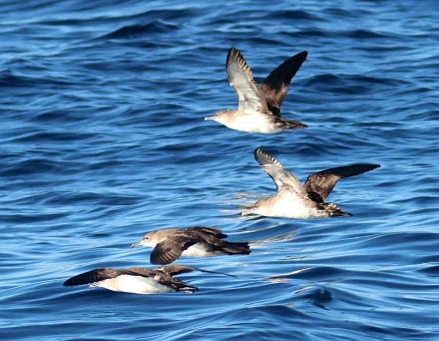 Black-vented Shearwater - ML646673222