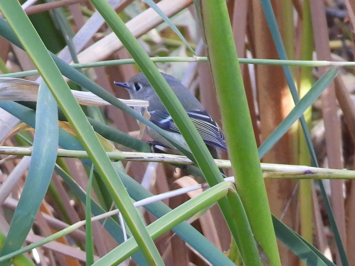 Ruby-crowned Kinglet - ML646673225