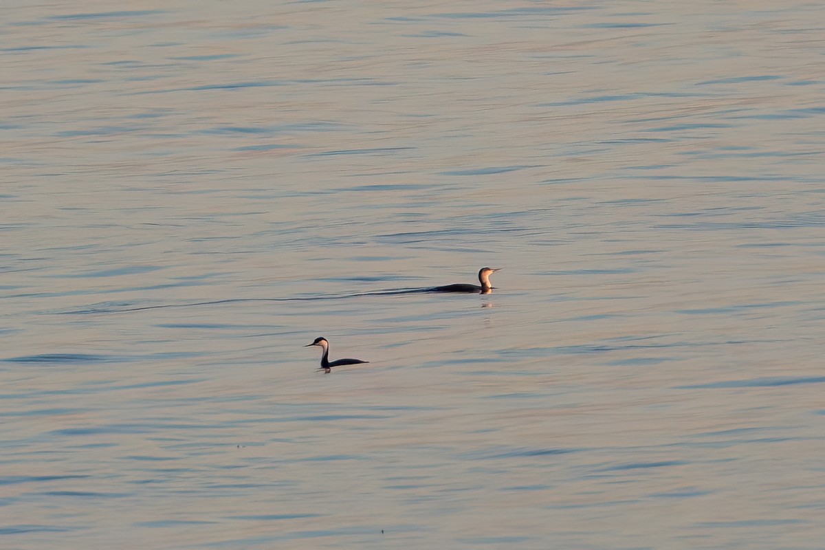 Red-throated Loon - ML646673228