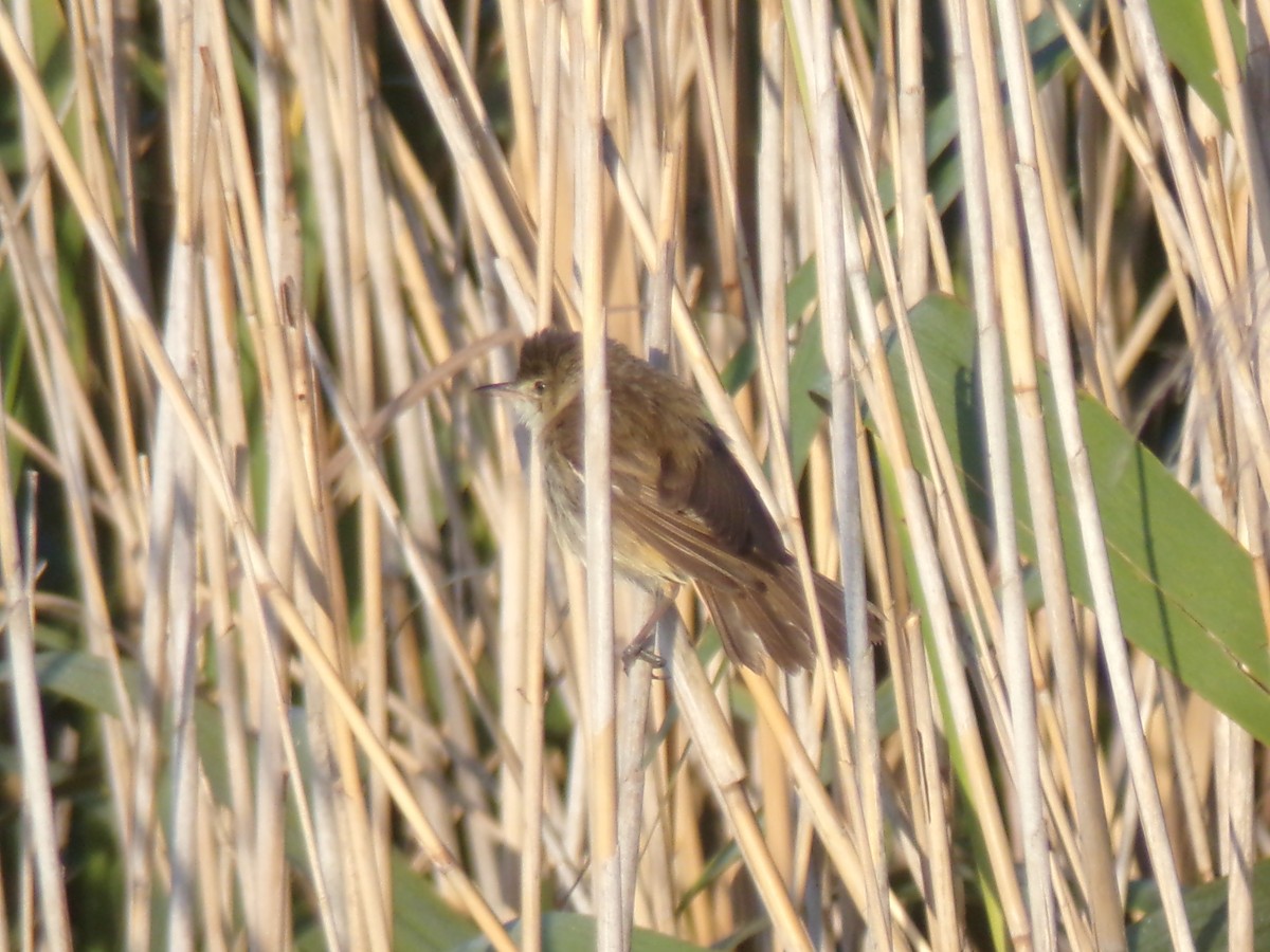 Australian Reed Warbler - ML646673229