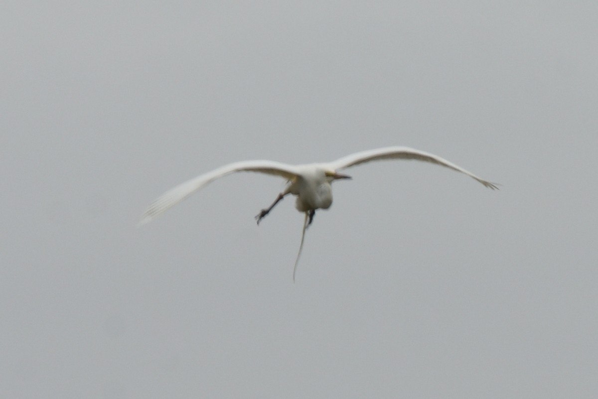 Great Egret - ML646673230