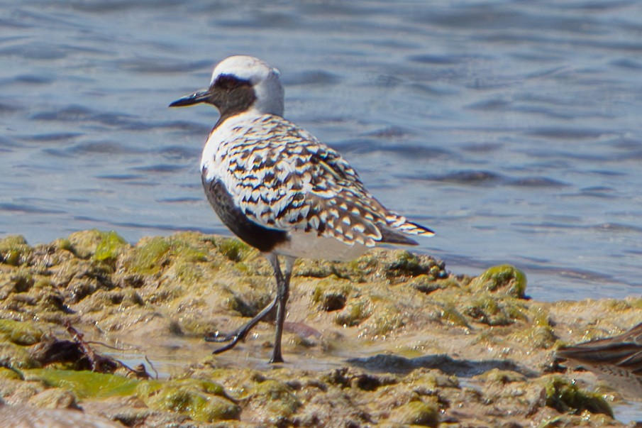 Black-bellied Plover - ML646673232