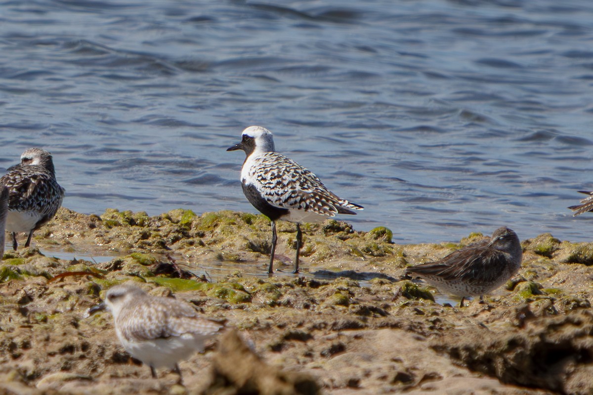 Black-bellied Plover - ML646673233