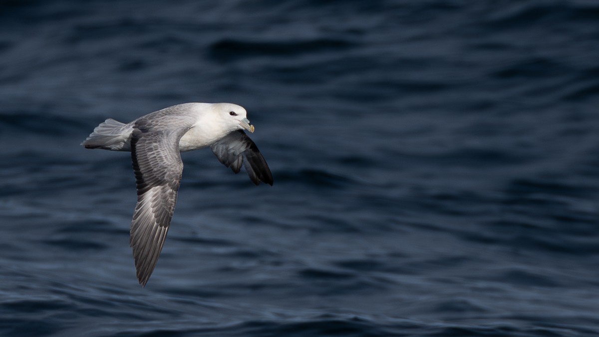 Northern Fulmar - ML646673234