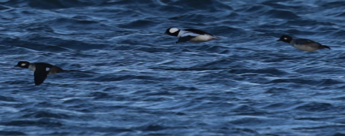 Bufflehead - ML646673235
