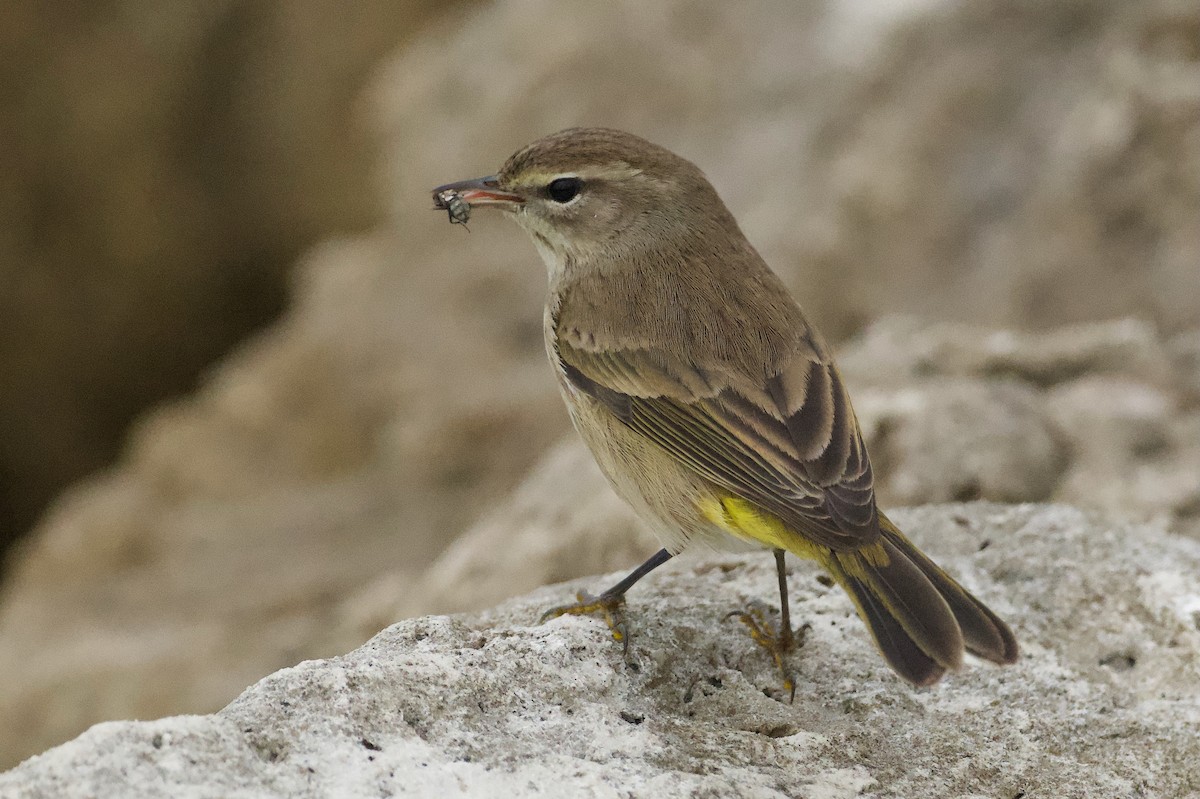 Palm Warbler - ML646673236