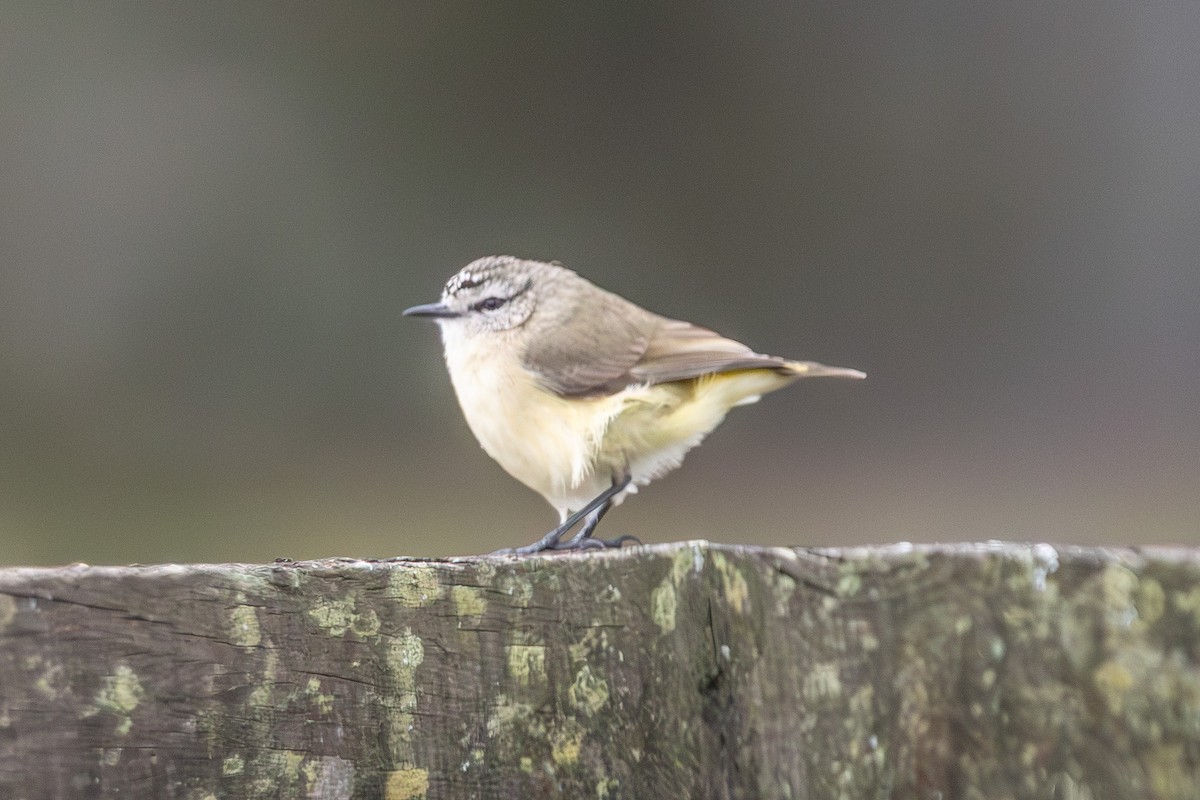 Yellow-rumped Thornbill - ML646673238