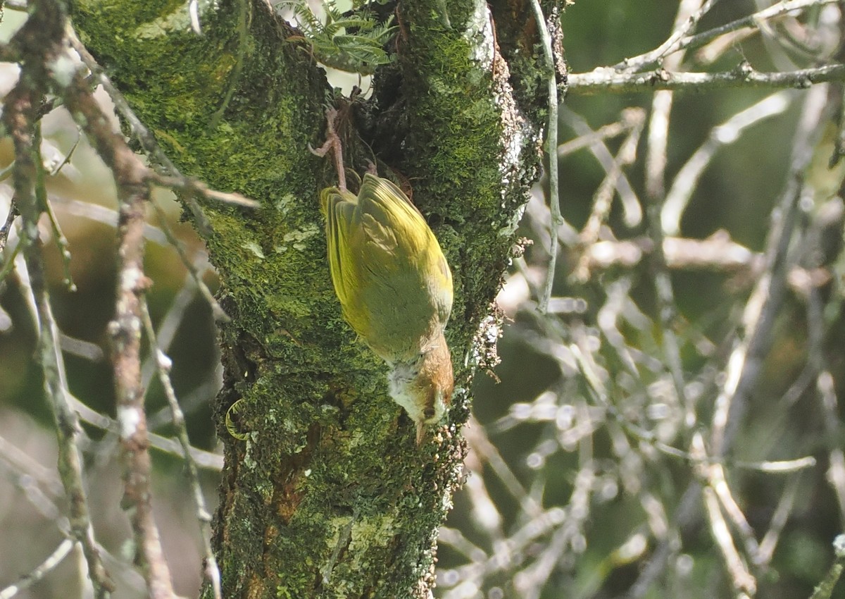 White-browed Crombec - ML646673243