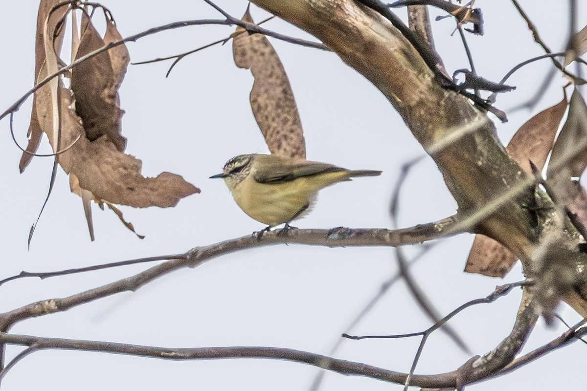 Yellow-rumped Thornbill - ML646673244