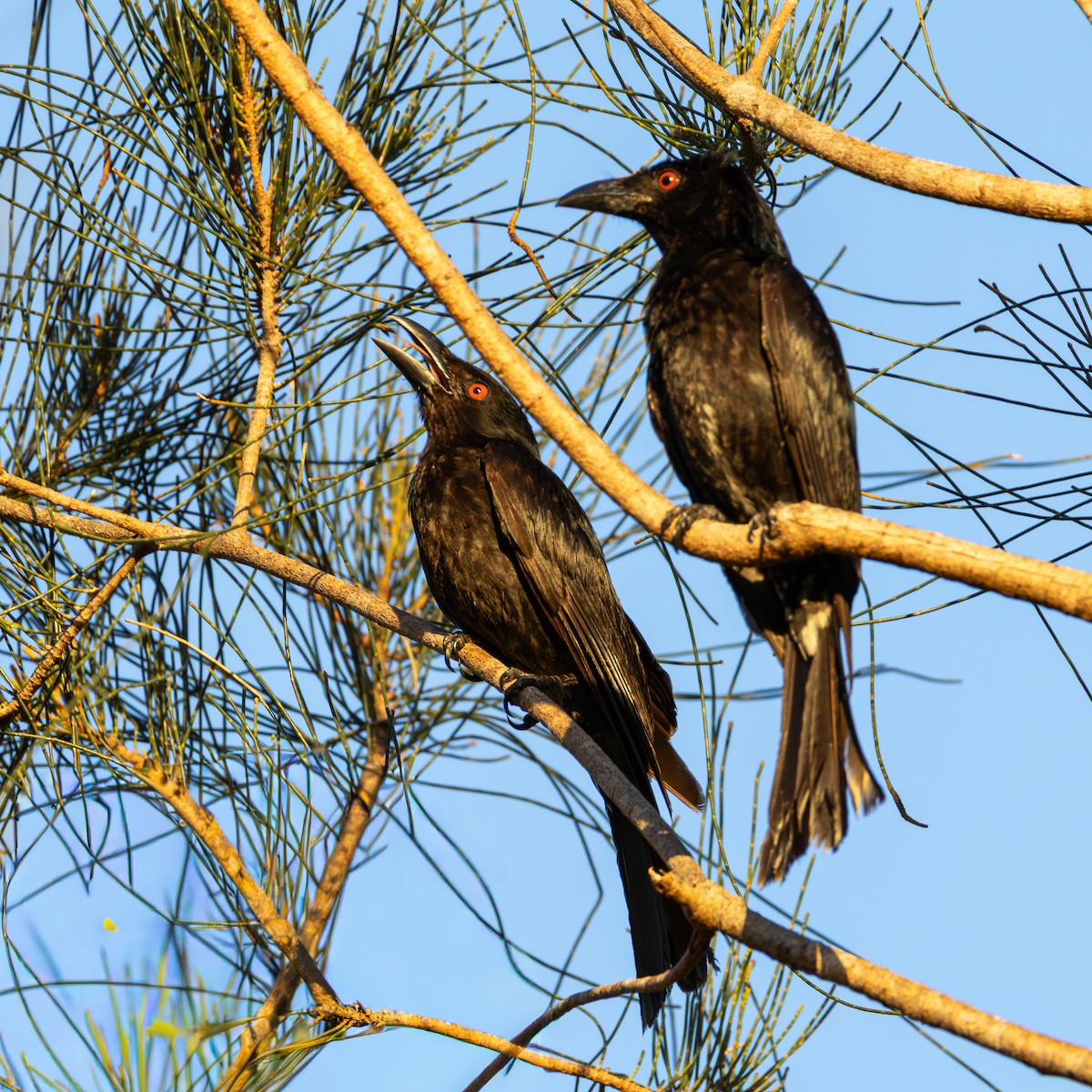 Spangled Drongo - ML646673245