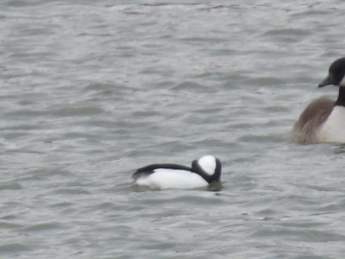 Bufflehead - ML646673246