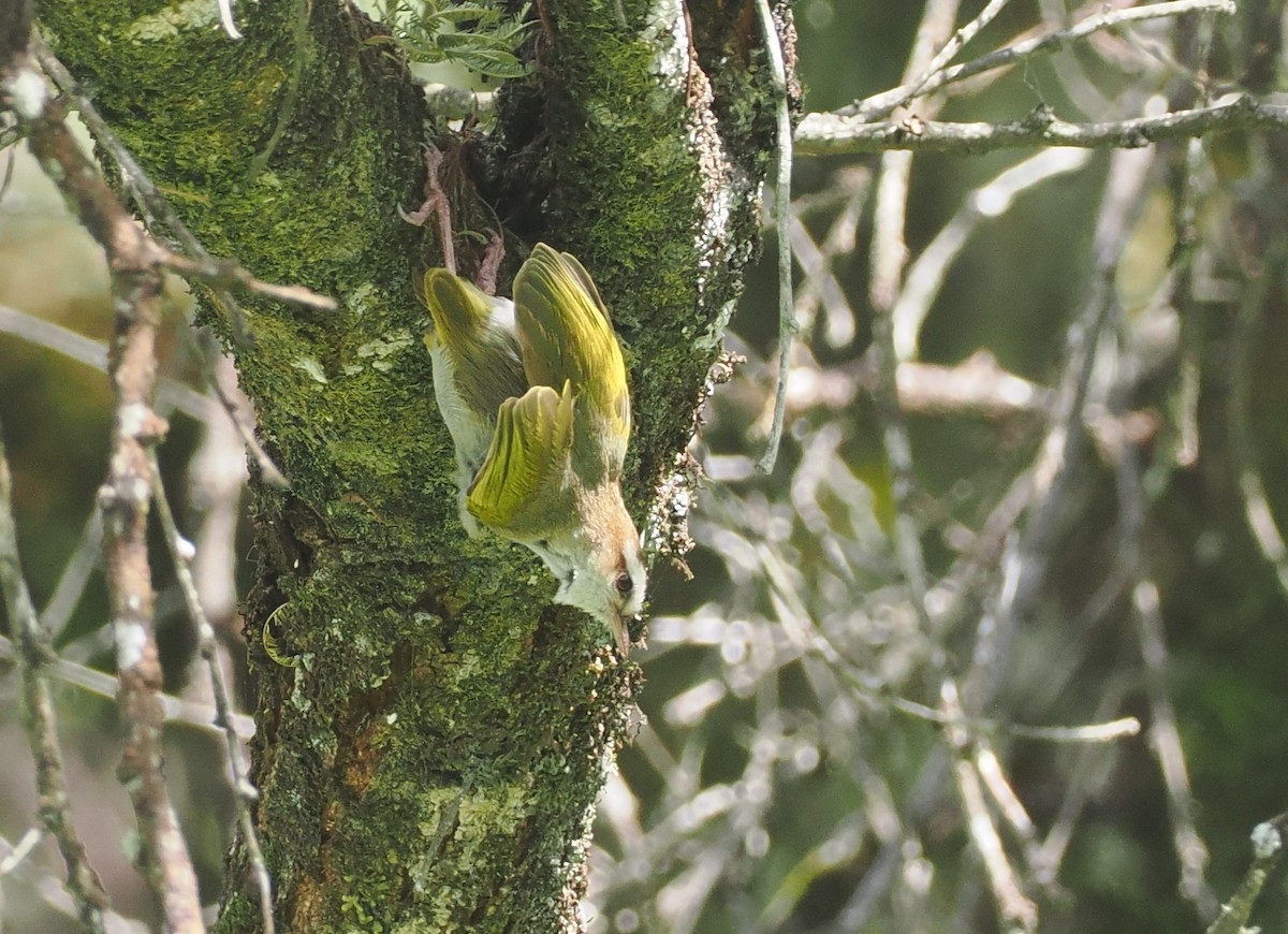 White-browed Crombec - ML646673247