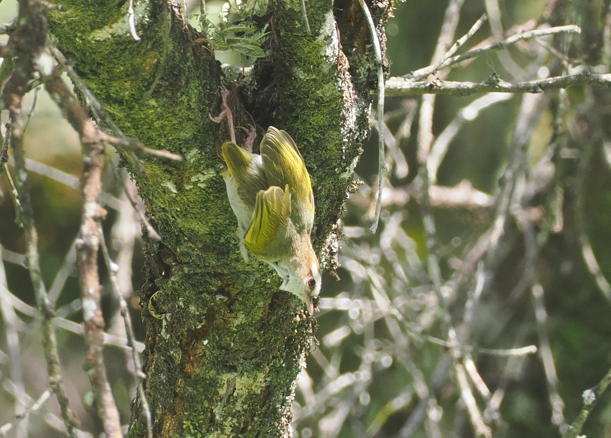 White-browed Crombec - ML646673248