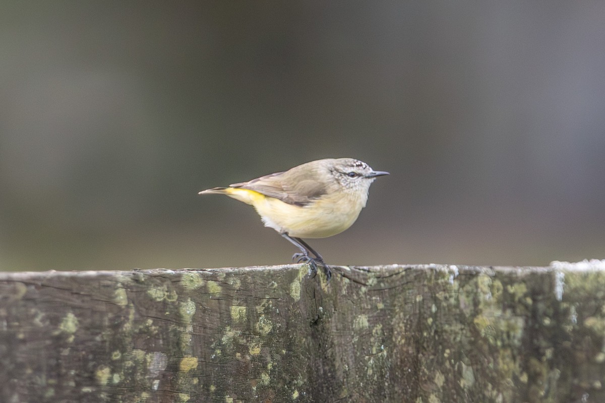 Yellow-rumped Thornbill - ML646673250