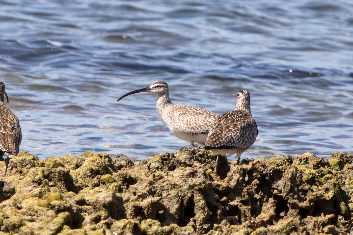 Hudsonian Whimbrel - ML646673254