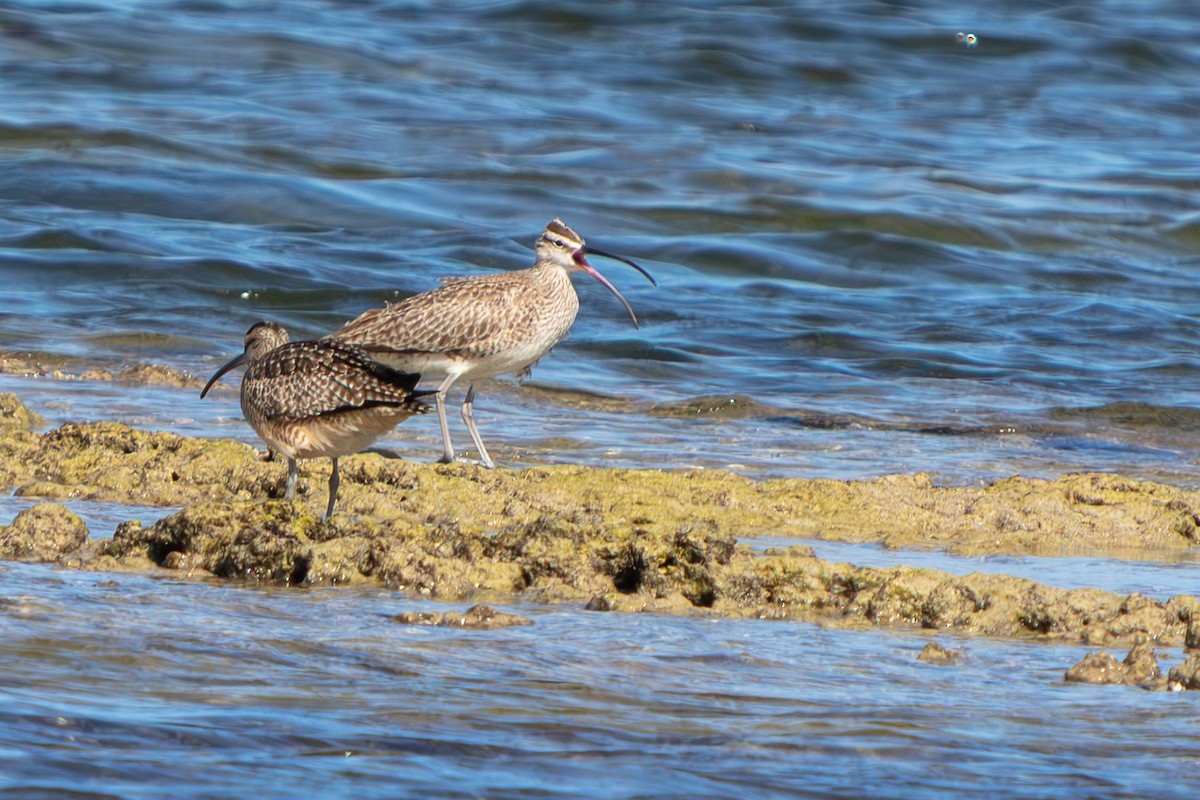 Hudsonian Whimbrel - ML646673255