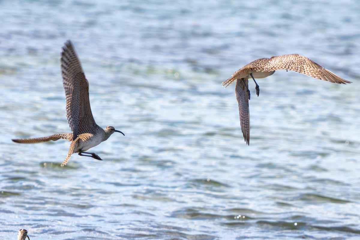 Hudsonian Whimbrel - ML646673256