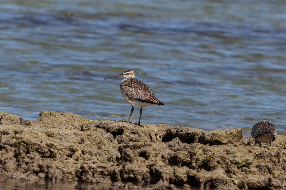 Hudsonian Whimbrel - ML646673257
