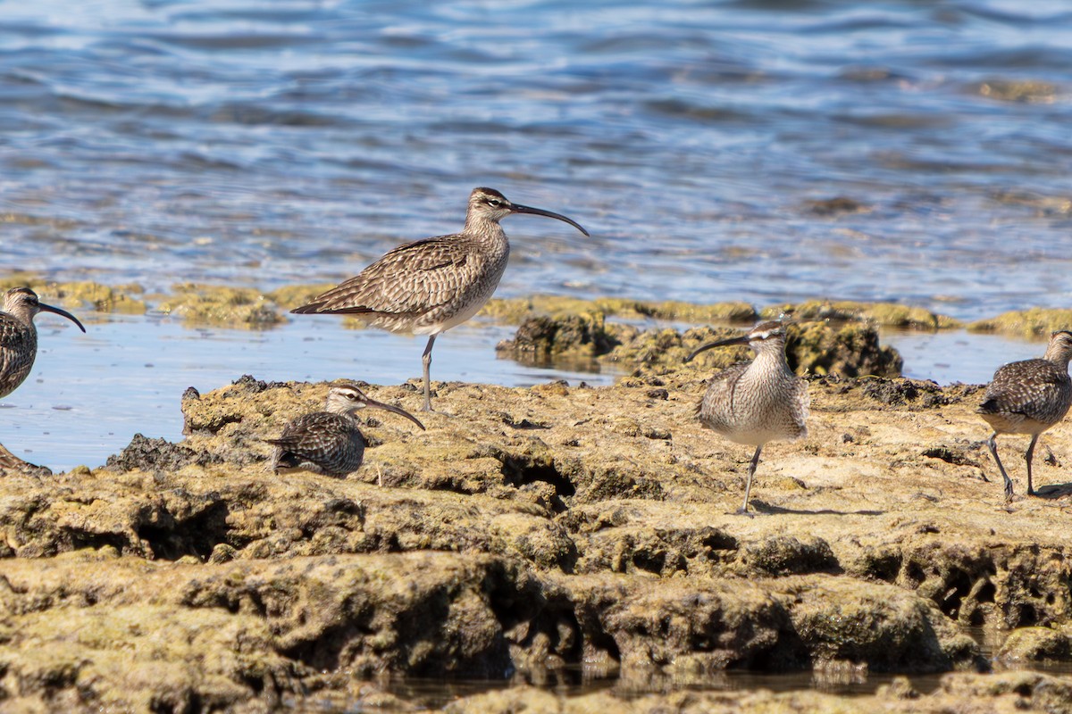 Hudsonian Whimbrel - ML646673258
