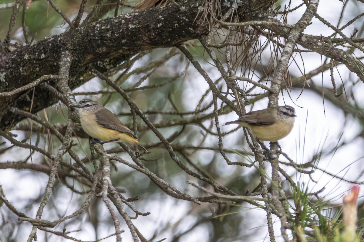 Yellow-rumped Thornbill - ML646673260