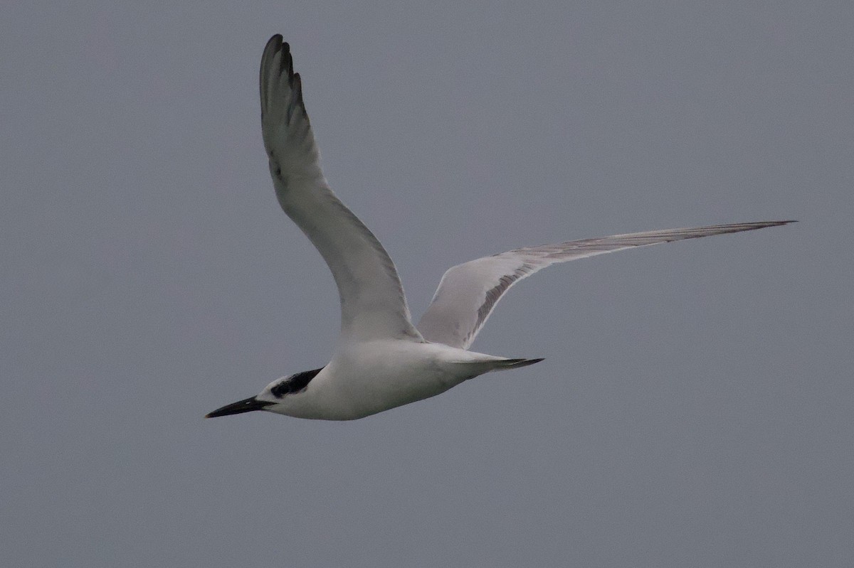 Крячок рябодзьобий - ML646673261