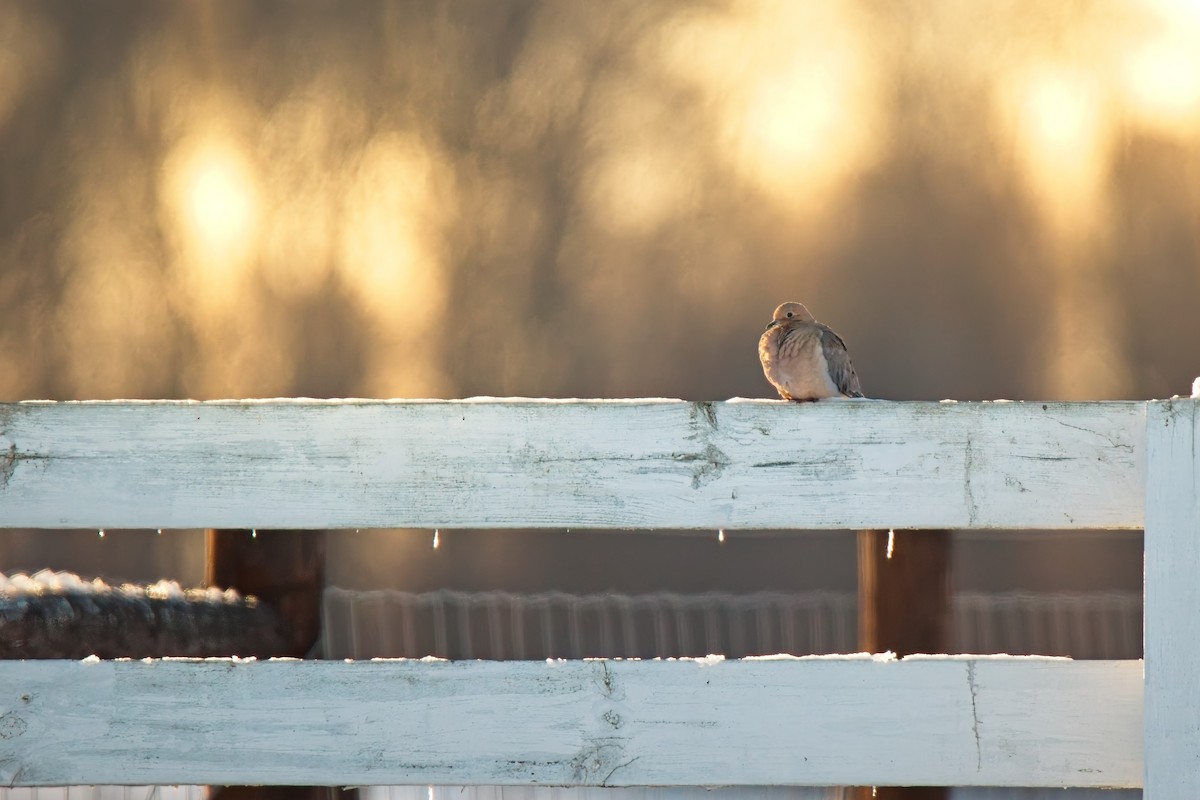 Mourning Dove - ML646673262