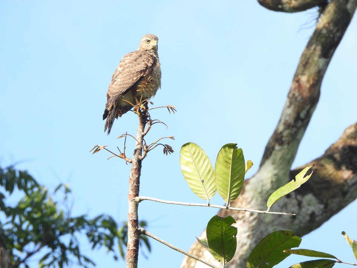 Roadside Hawk - ML646673264