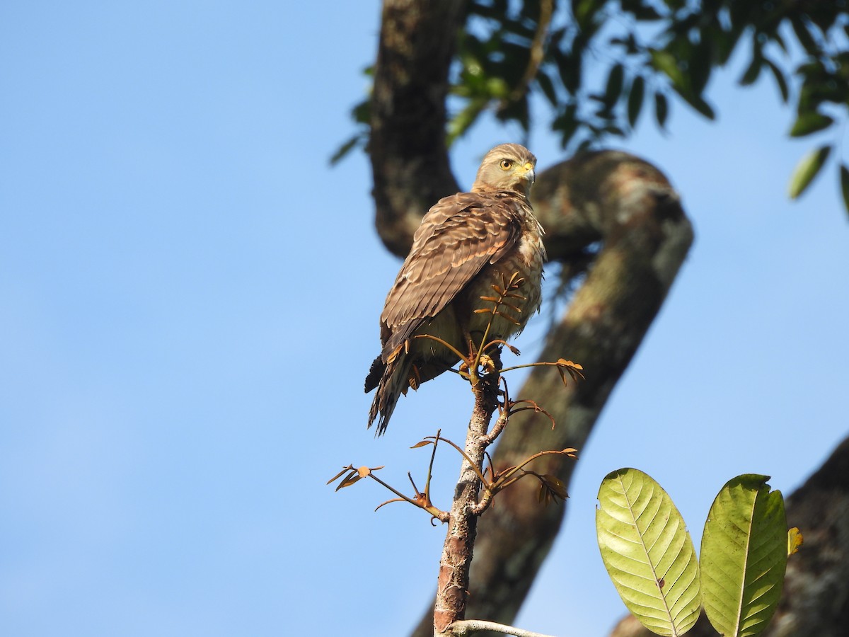 Roadside Hawk - ML646673265