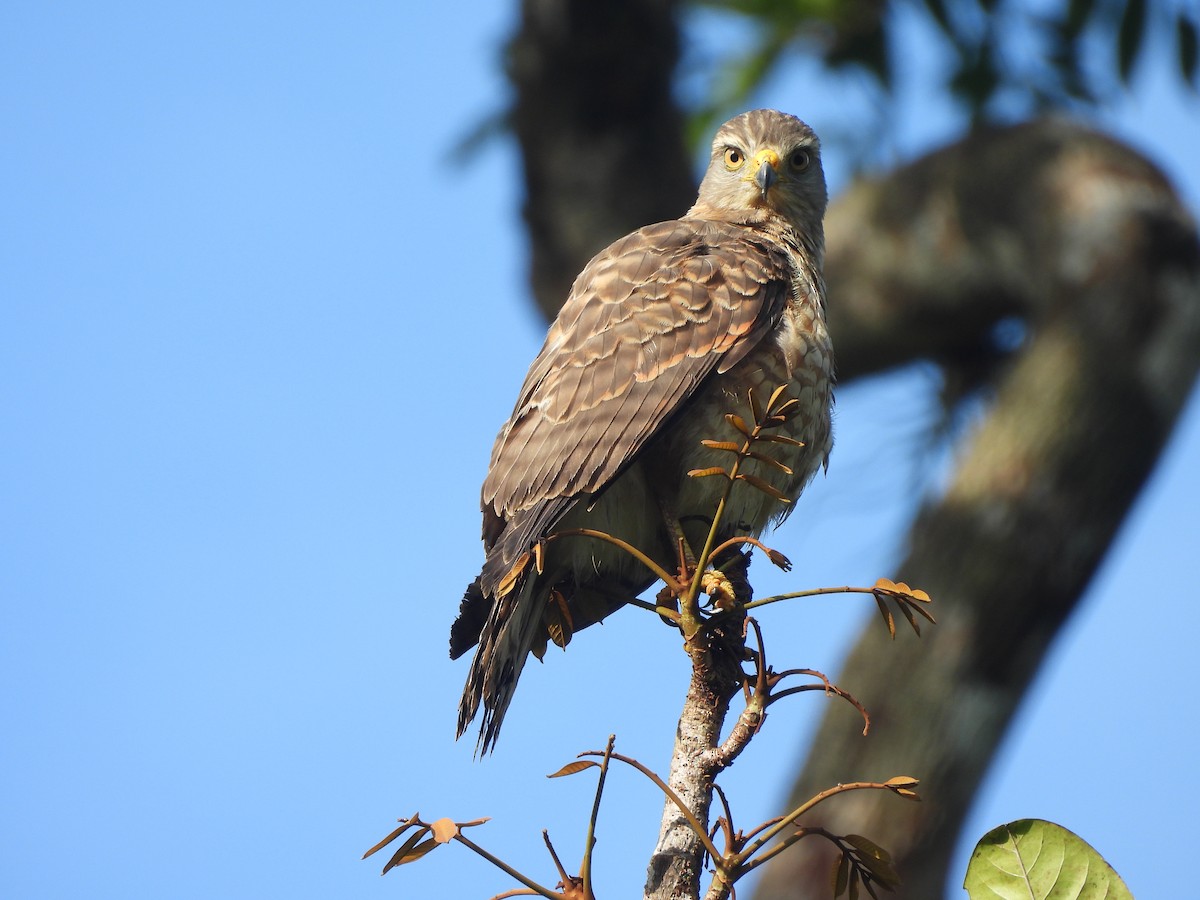 Roadside Hawk - ML646673266
