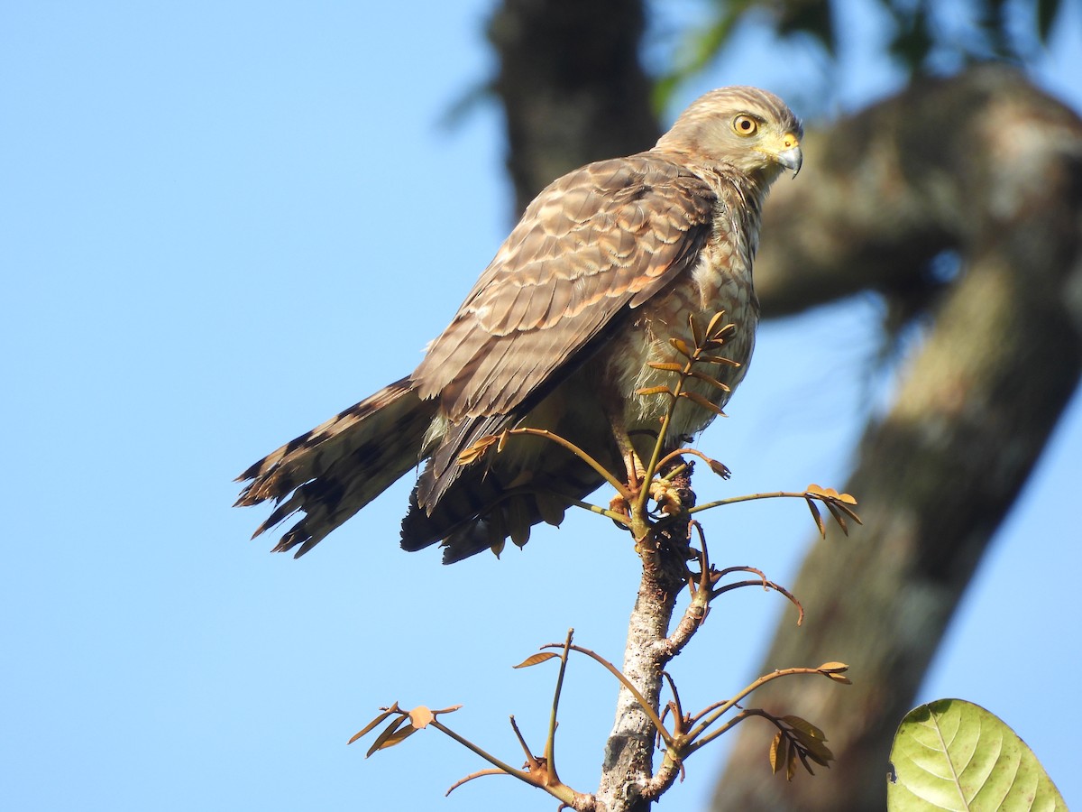 Roadside Hawk - ML646673267