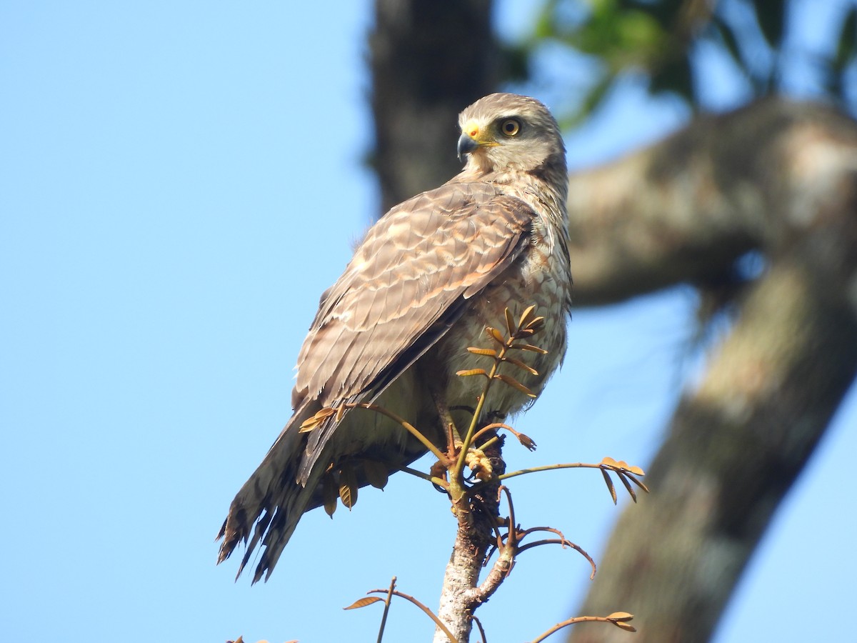 Roadside Hawk - ML646673268