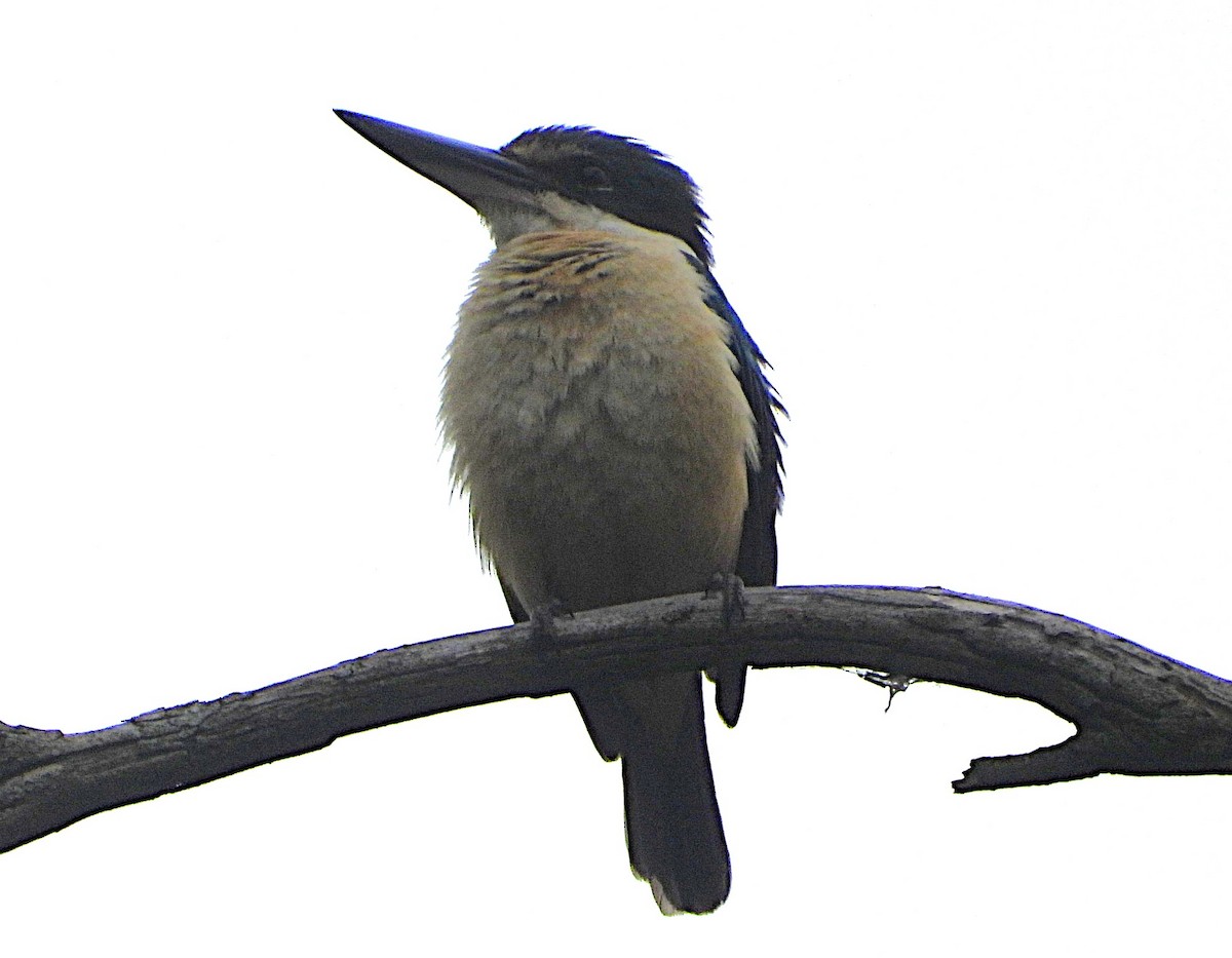 Sacred Kingfisher - ML646673269