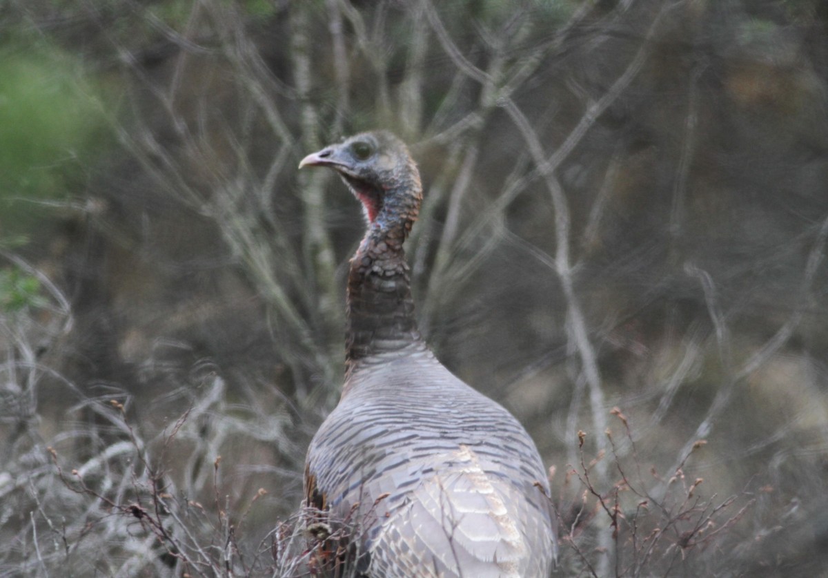 Wild Turkey - ML646673270