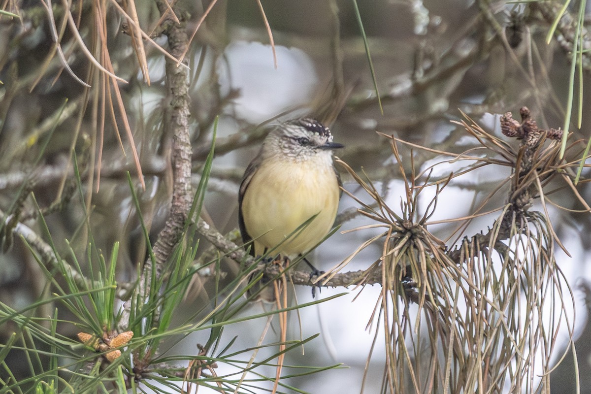 Yellow-rumped Thornbill - ML646673271
