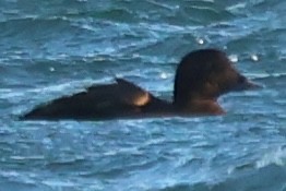 Common Eider - ML646673272