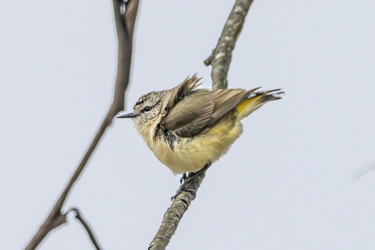 Yellow-rumped Thornbill - ML646673281