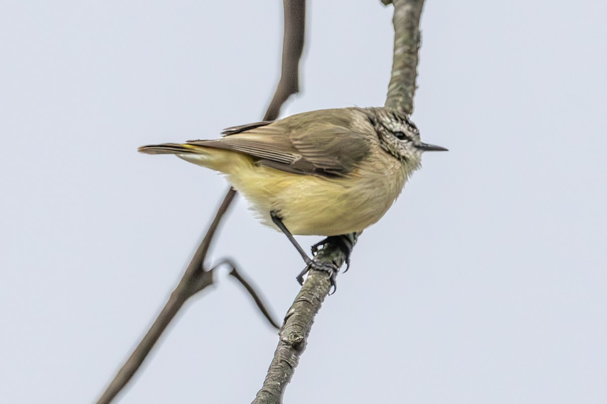 Yellow-rumped Thornbill - ML646673283