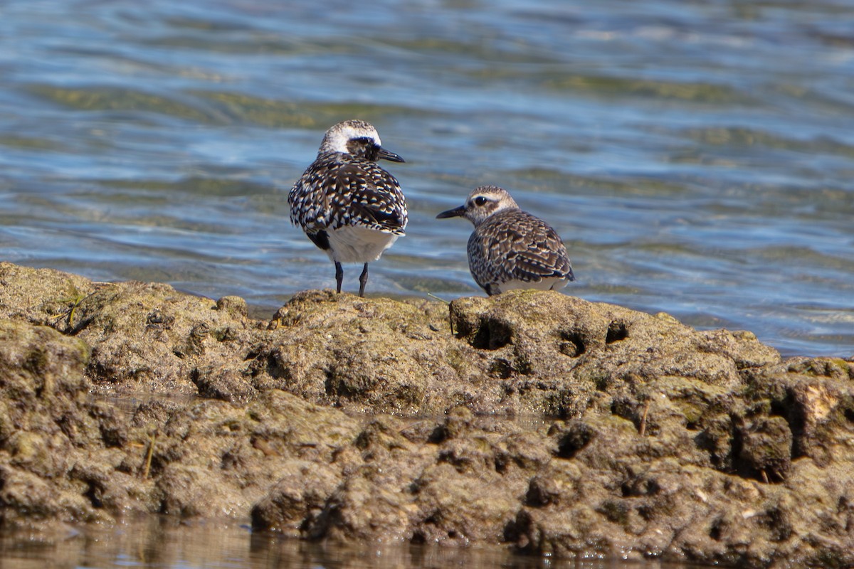 灰斑鴴 - ML646673284