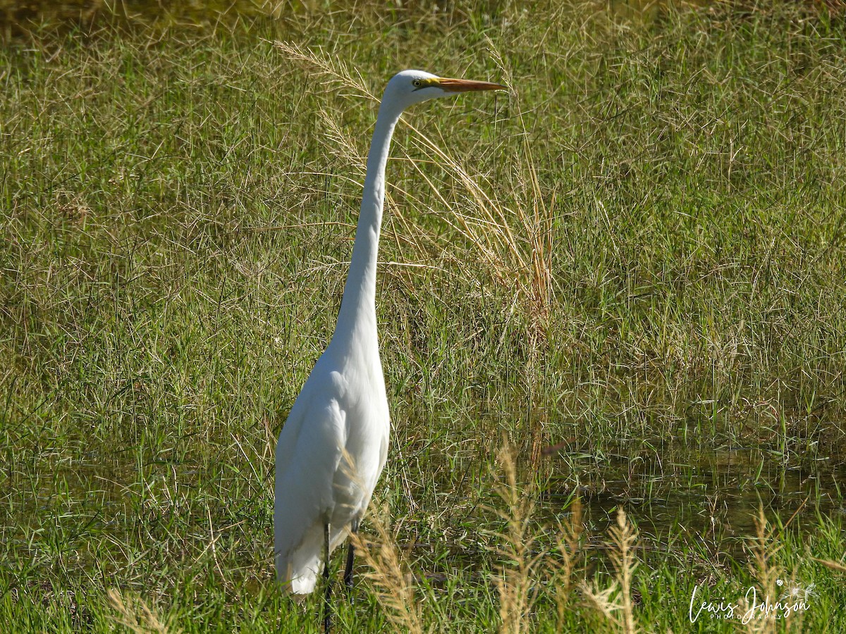 Great Egret - ML646673288