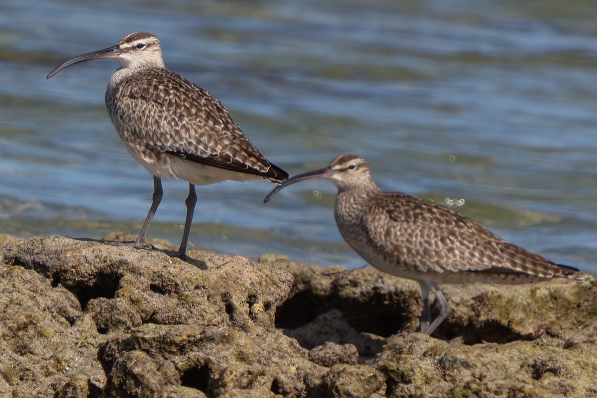 美洲中杓鷸 - ML646673289