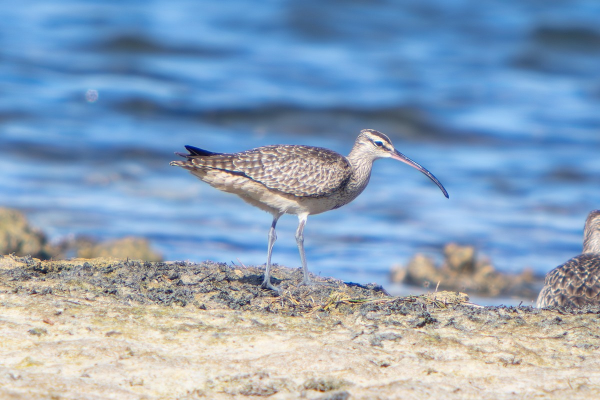 美洲中杓鷸 - ML646673290