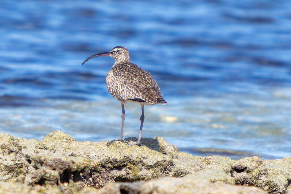 美洲中杓鷸 - ML646673291