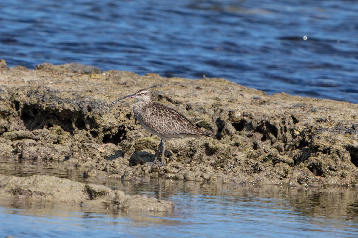 Hudsonian Whimbrel - ML646673292